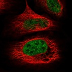 Anti-WDR92 Antibody