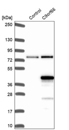 Western blot analysis in control (vector only transfected HEK293T lysate) and C9orf66 over-expression lysate (Co-expressed with a C-terminal myc-DDK tag (~3.1 kDa) in mammalian HEK293T cells, LY407439).