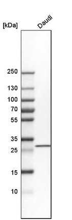 Anti-THG1L Antibody