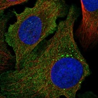 Anti-PCDHA1 Antibody