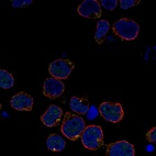 Anti-RGL4 Antibody