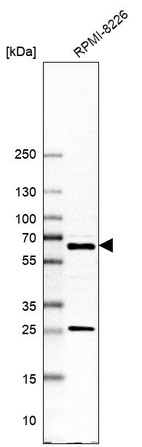 Anti-REPIN1 Antibody