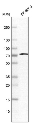 Anti-RNPEP Antibody