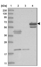 Anti-ASNSD1 Antibody