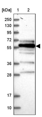 Anti-FAM126B Antibody