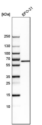 Anti-GLS Antibody