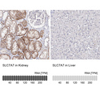 Anti-SLC7A7 Antibody