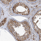 Anti-TRAIP Antibody