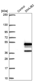 Anti-DNAJB2 Antibody