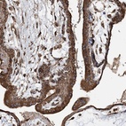 Anti-WDR12 Antibody