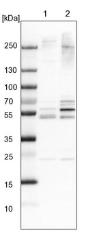 Anti-WDR12 Antibody