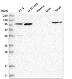 Anti-GPRIN1 Antibody