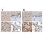 Anti-SCFD2 Antibody