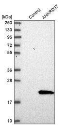 Anti-ANKRD37 Antibody