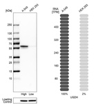 Anti-UGDH Antibody