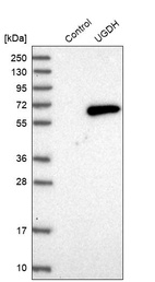 Anti-UGDH Antibody