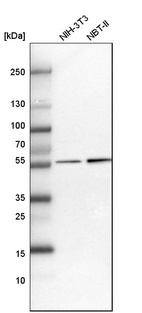 Anti-UGDH Antibody