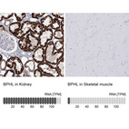 Anti-BPHL Antibody