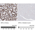 Anti-BPHL Antibody