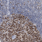 Anti-HAT1 Antibody