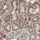 Anti-DNAJC27 Antibody