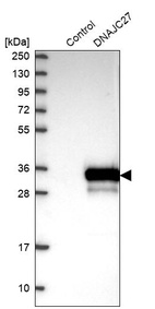 Anti-DNAJC27 Antibody