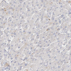 Anti-STK11IP Antibody