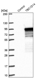 Anti-TBC1D14 Antibody