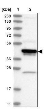 Anti-ARFIP1 Antibody