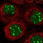 Immunofluorescent staining of human cell line A-431 shows localization to nucleus & nucleoli.