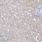 Anti-EPB41L5 Antibody