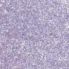 Anti-LOXL4 Antibody