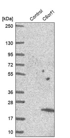 Anti-C6orf1 Antibody