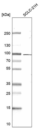 Anti-TGFBRAP1 Antibody