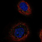 Anti-TGFBRAP1 Antibody