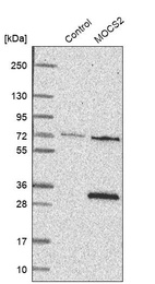 Anti-MOCS2 Antibody