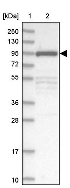 Anti-FCHO2 Antibody