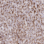 Anti-TPP1 Antibody