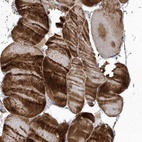 Anti-MYOT Antibody