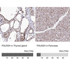 Anti-POLR2H Antibody