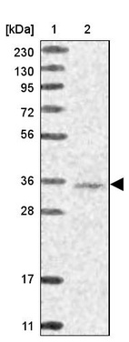 Anti-WDR74 Antibody