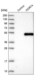 Anti-WDR74 Antibody