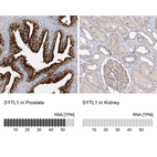 Anti-SYTL1 Antibody