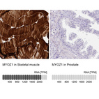 Anti-MYOZ1 Antibody