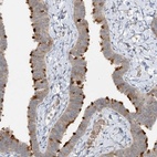 Anti-TRAF3IP1 Antibody