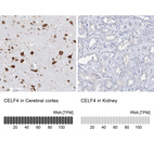 Anti-CELF4 Antibody