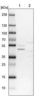 Anti-PDSS1 Antibody