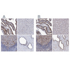 Anti-TMEM173 Antibody