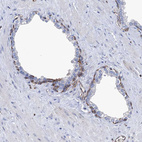 Anti-TMEM173 Antibody