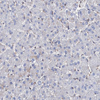 Anti-TMEM173 Antibody